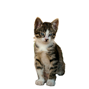 Cute Tabby Kitten Sitting On A Rocky Surface In NiğDe, TüRkiye. Perfect For Pet Lovers. 14045 - Cat PNG image with transparent background